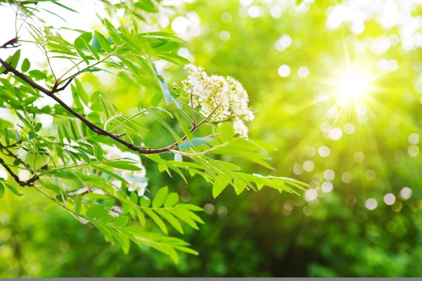 Hojas de castaño verde y sol brillante . —  Fotos de Stock