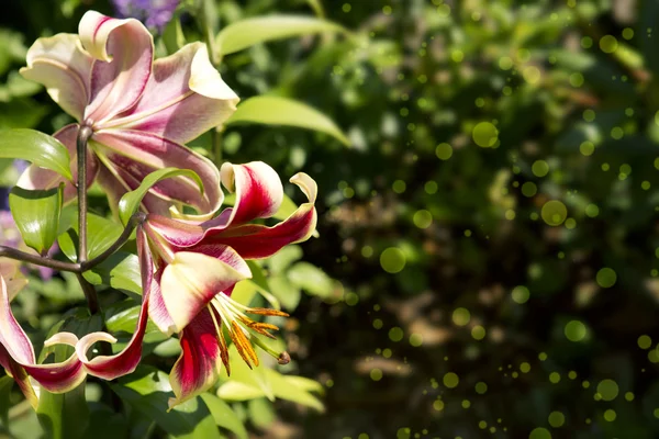 Gyönyörű vörös liliom a kertben. — Stock Fotó