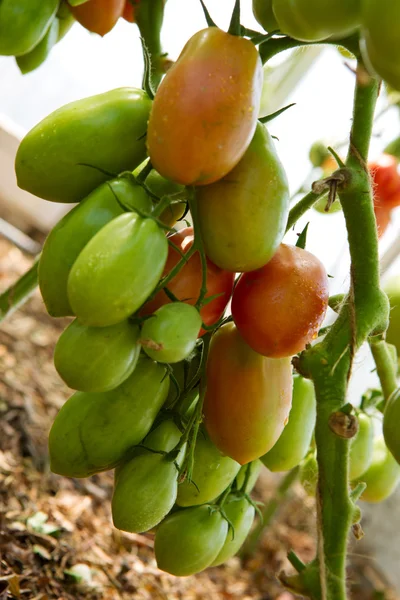 Crescimento tomates apimentados em estufa. — Fotografia de Stock