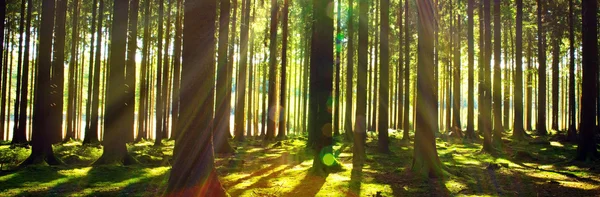 Bright sun in the forest  . — Stock Photo, Image