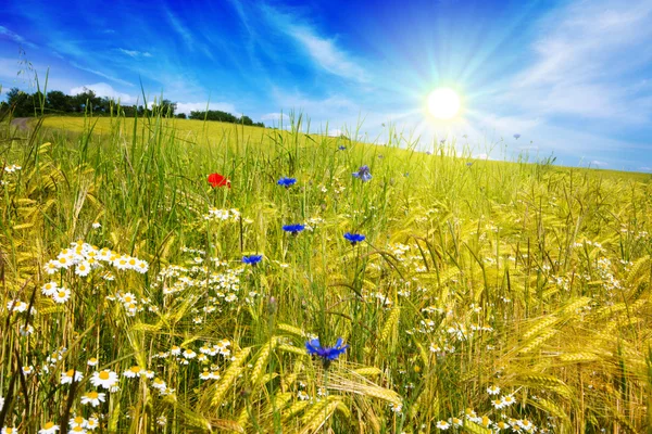 Zomer landschap met bloem meadof en wolken. — Stockfoto