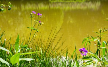 Orman Gölü ve yeşil ağaçlar