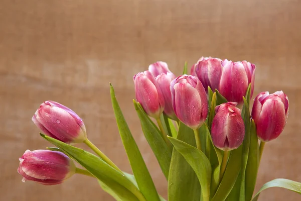 Fondo tulipanes rosados . — Foto de Stock