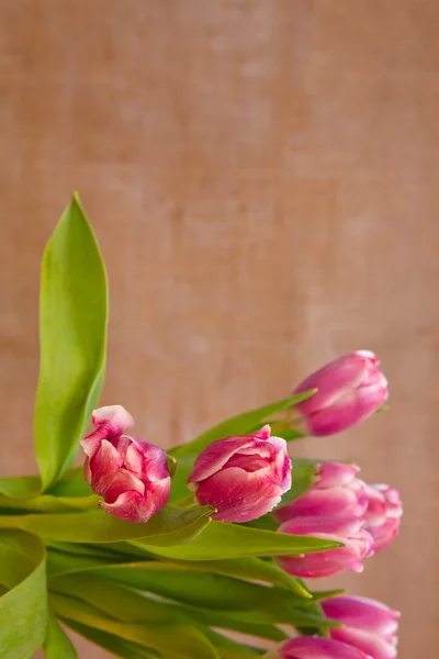 Růžové tulipány pozadí. — Stock fotografie