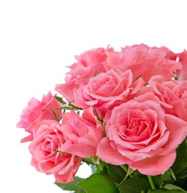 İzole pembe gül buketi.