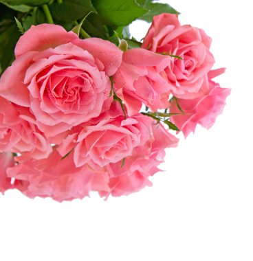 İzole pembe gül buketi.