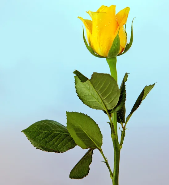 Rosa amarilla única . — Foto de Stock