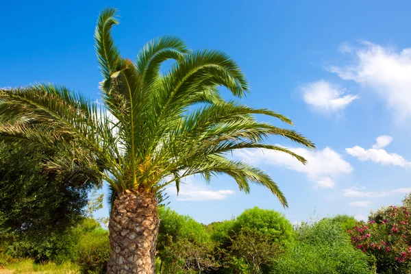 Palm tree on blue sky . Stock Image