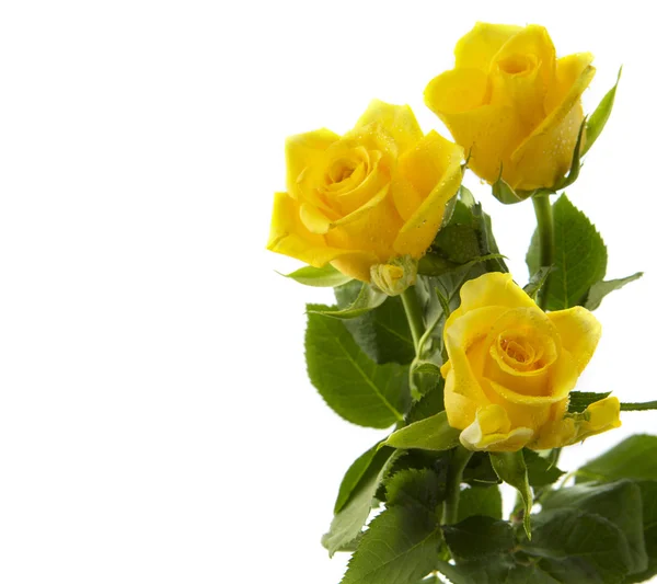 Three yellow rose on white. — Stock Photo, Image