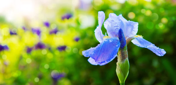 Голубой цветок радужки в саду. — стоковое фото