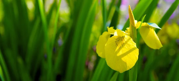 庭の黄色い菖蒲の花. — ストック写真