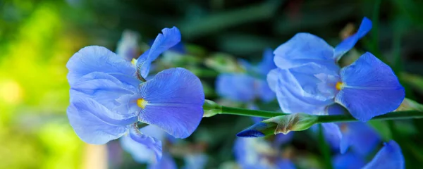 Flores de íris azul no jardim. — Fotografia de Stock