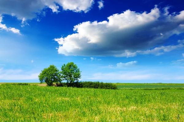 Sjön och grönt träd på himmel bakgrund. — Stockfoto