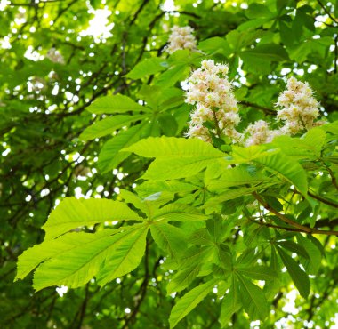 Yeşil kestane saçak ve parlak güneş.