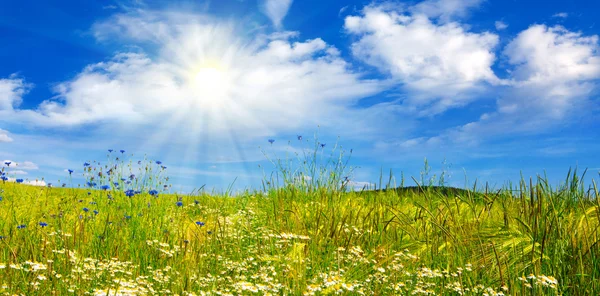 Sommerlandschaft mit Blumenwiese und Wolken. — Stockfoto