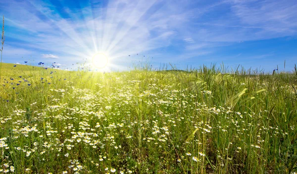 Zomer landschap met bloem meadof en wolken. — Stockfoto