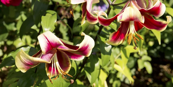 Mooie rode lelie in de tuin. — Stockfoto