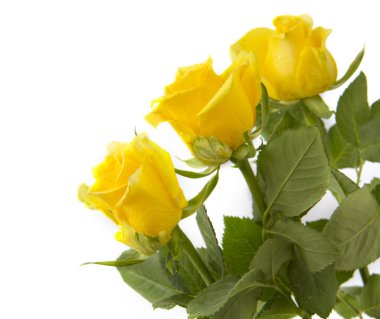 Üç Sarı Gül beyaz.