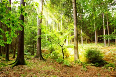 Sonbahar ormanında günbatımı.