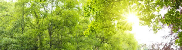 녹색 잎 및 밝은 태양. — 스톡 사진