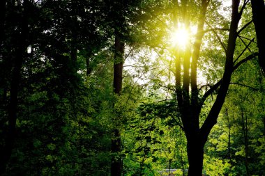 Alman yaz ormanlarında günbatımı.