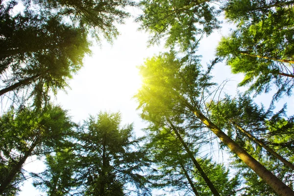 Puesta de sol en bosque de verano alemán. — Foto de Stock