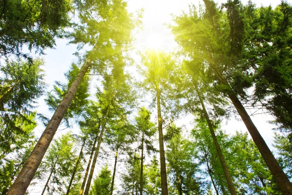 Puesta de sol en bosque de verano alemán. — Foto de Stock