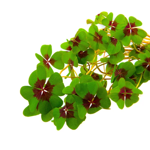 Fresh Shamrock plants isolated on white background. — Stock Photo, Image