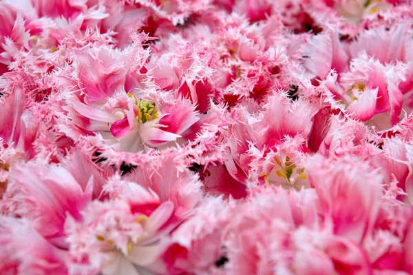 Fondo tulipanes rosados . —  Fotos de Stock