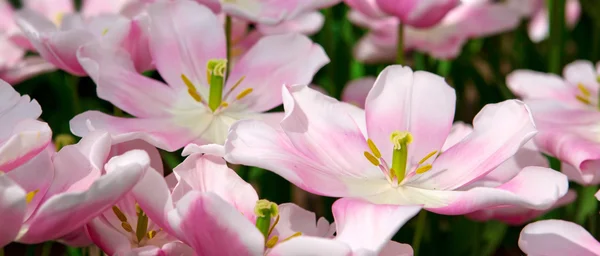 Fondo tulipanes rosados . — Foto de Stock