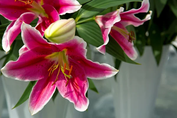Rózsaszín liliom a kertben . — Stock Fotó