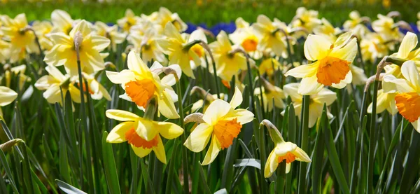 Narcisos amarelos no jardim. — Fotografia de Stock