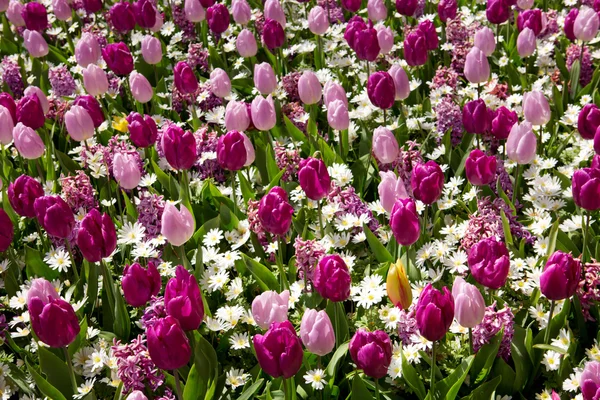 Рожевий і фіолетовий тюльпани фон . — стокове фото