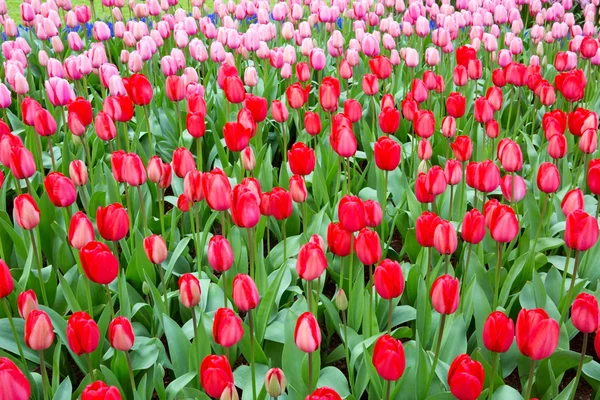 Rote und rosa Tulpen Hintergrund. — Stockfoto