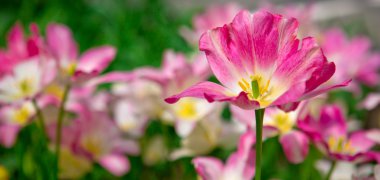 Pembe Laleler arka plan.