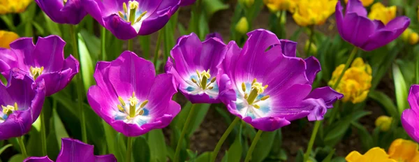 Tulipani viola sfondo . — Foto Stock