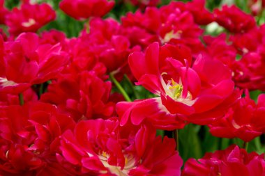 kırmızı lale arka plan.