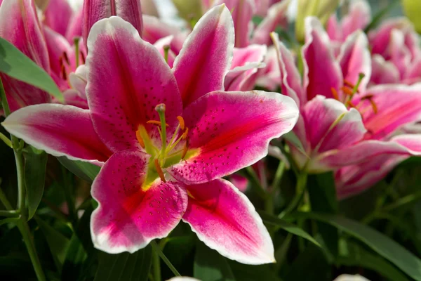 Rózsaszín liliom a kertben . — Stock Fotó