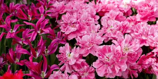 Fondo tulipanes rosados . — Foto de Stock