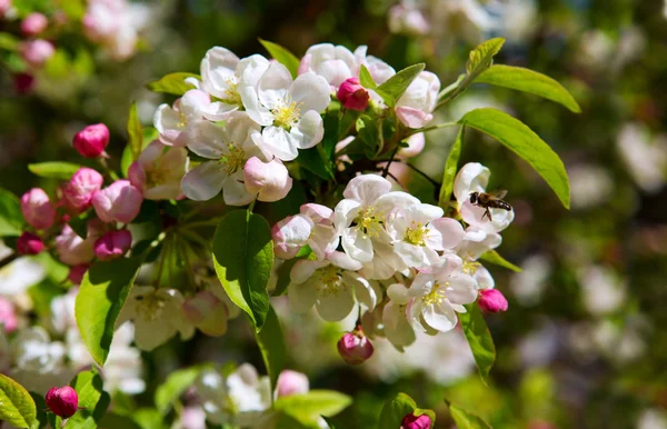 White flowers of the apple tree. — Stock Photo, Image