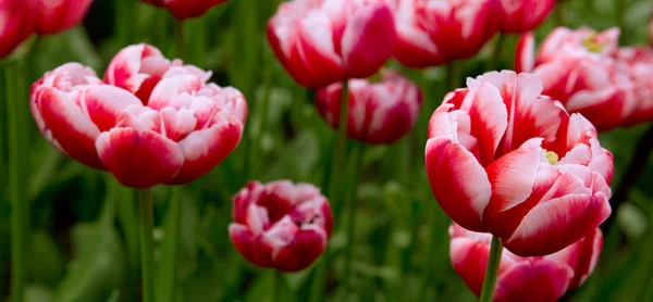 Червоні тюльпани фону . — стокове фото