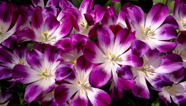 Fondo tulipanes violeta. Macro shot . — Foto de Stock