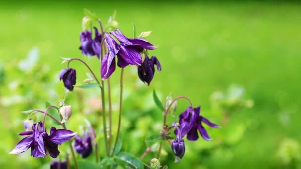 Columbine blomma med humla. — Stockvideo