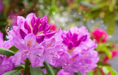 Güzel pembe Rhododendron.