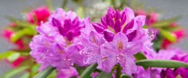 Güzel pembe Rhododendron.