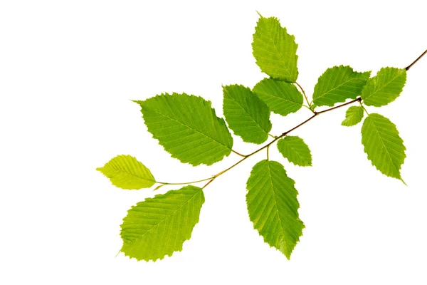 Hojas verdes aisladas en blanco . —  Fotos de Stock