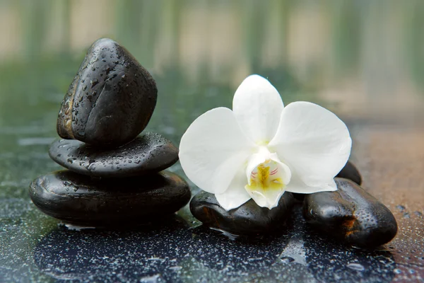 Orquídea blanca y piedras negras de cerca . —  Fotos de Stock