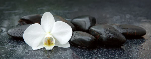 White orchid and black stones close up. — Stock Photo, Image