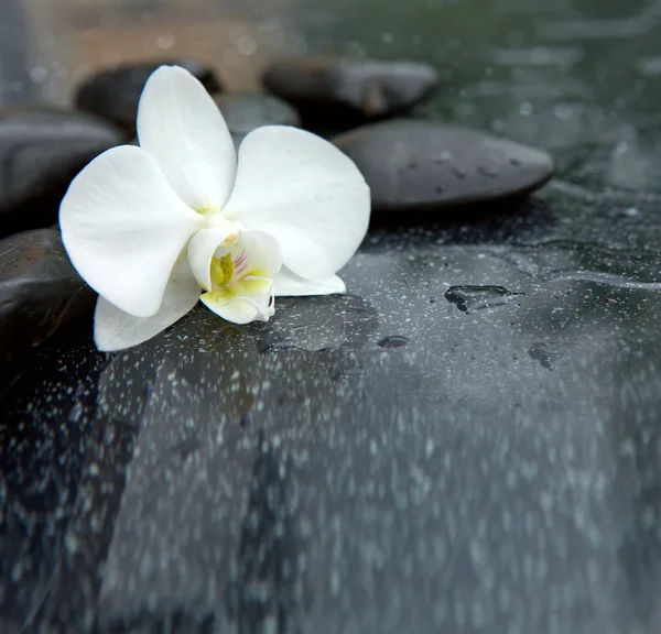 White orchid and black stones close up. — Stock Photo, Image