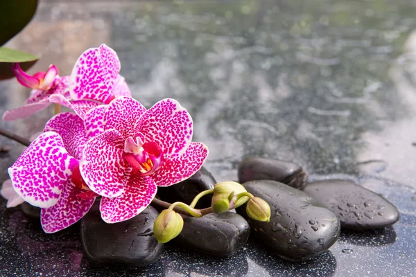 Orquídea rosa aislada sobre fondo negro . —  Fotos de Stock